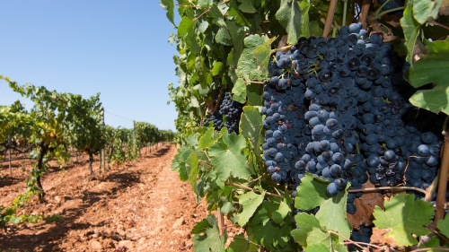 vinos-mallorca_Finca-Ses-Toltes